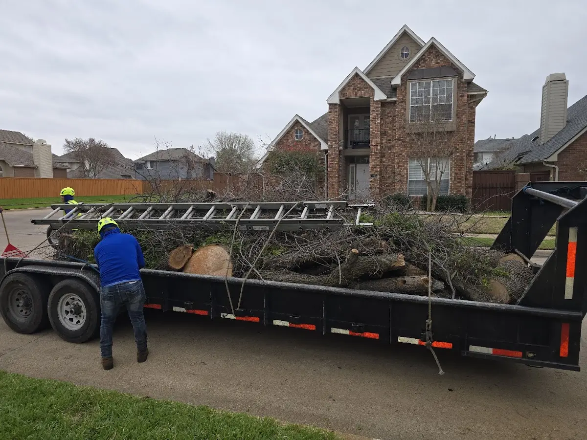 Expert Tree Removal with proper safety equipment in West Chazy